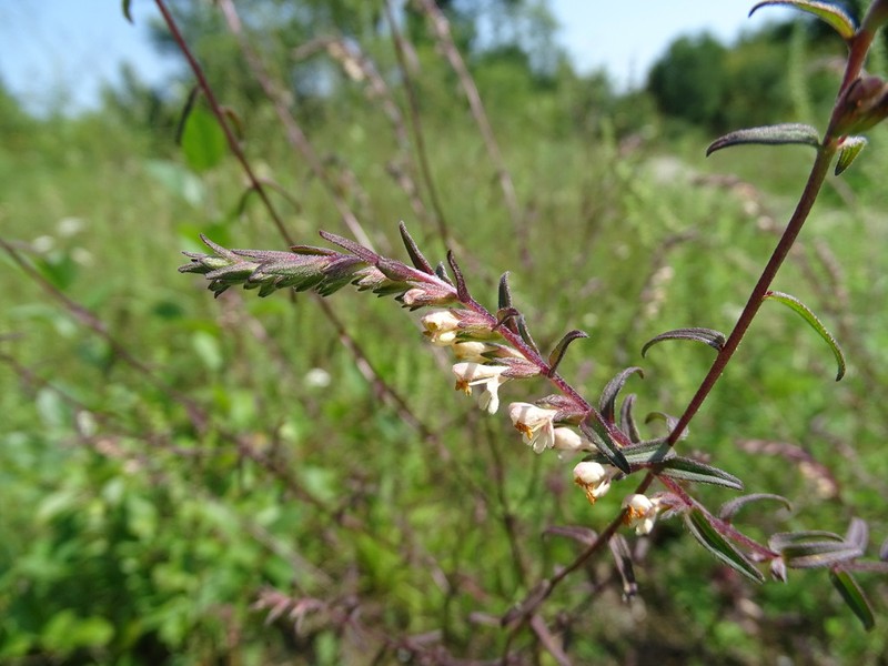 Odontites jaubertianus photo 4