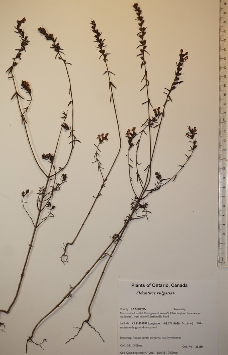 Odontites jaubertianus photo 5