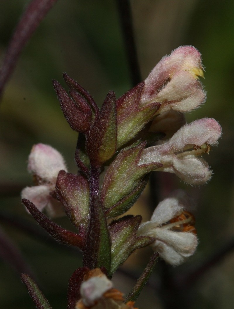 Odontites jaubertianus photo 6