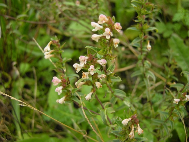 Odontites jaubertianus photo 7