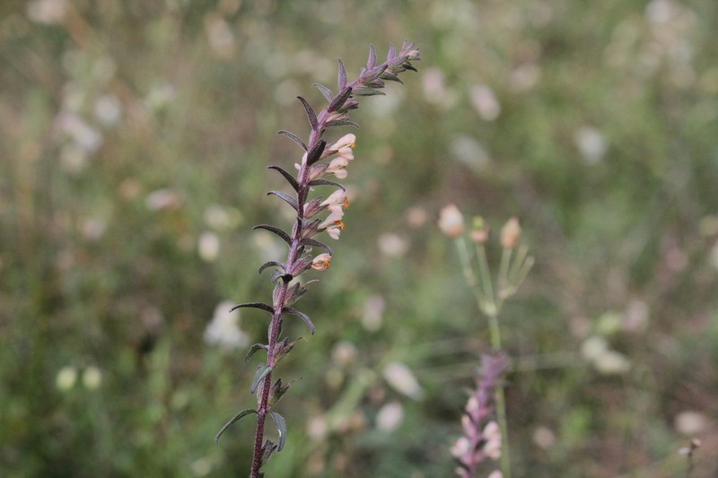 Odontites jaubertianus photo 8