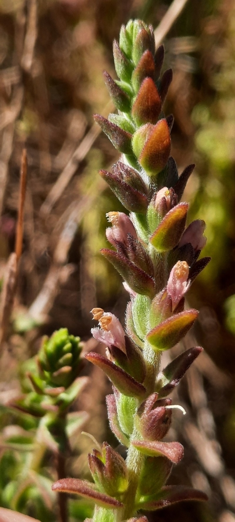 Odontites kaliformis