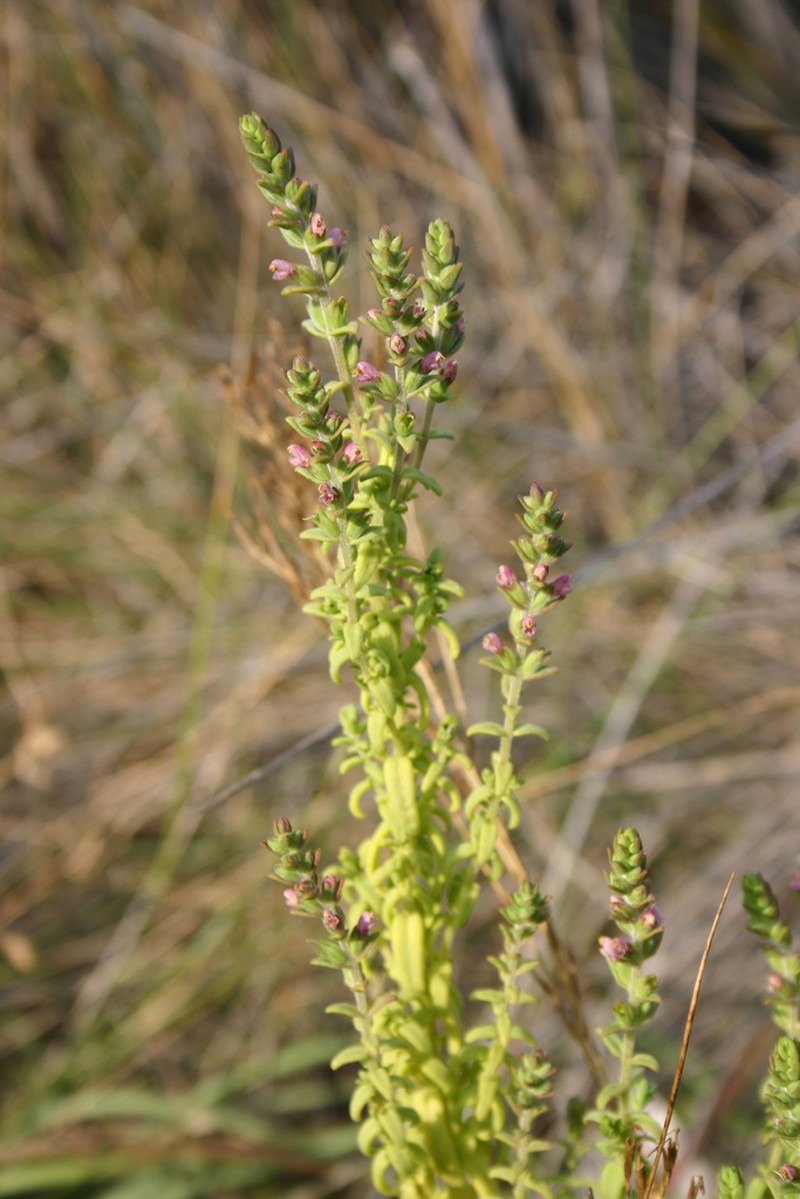 Odontites kaliformis photo 2