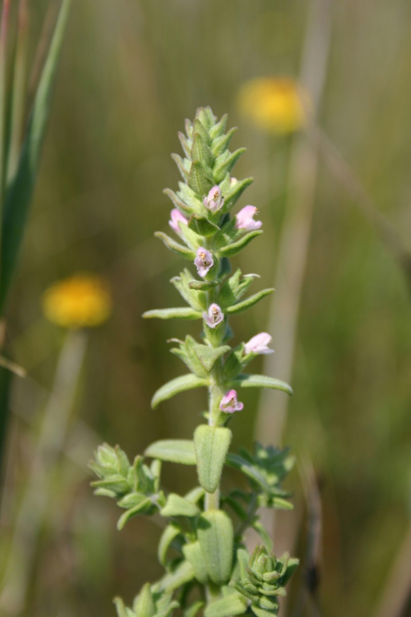 Odontites kaliformis photo 4