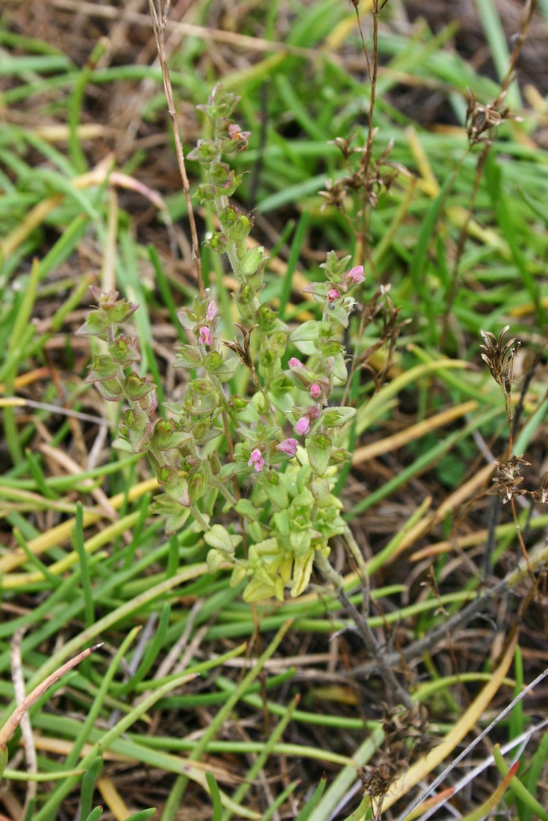 Odontites kaliformis photo 5