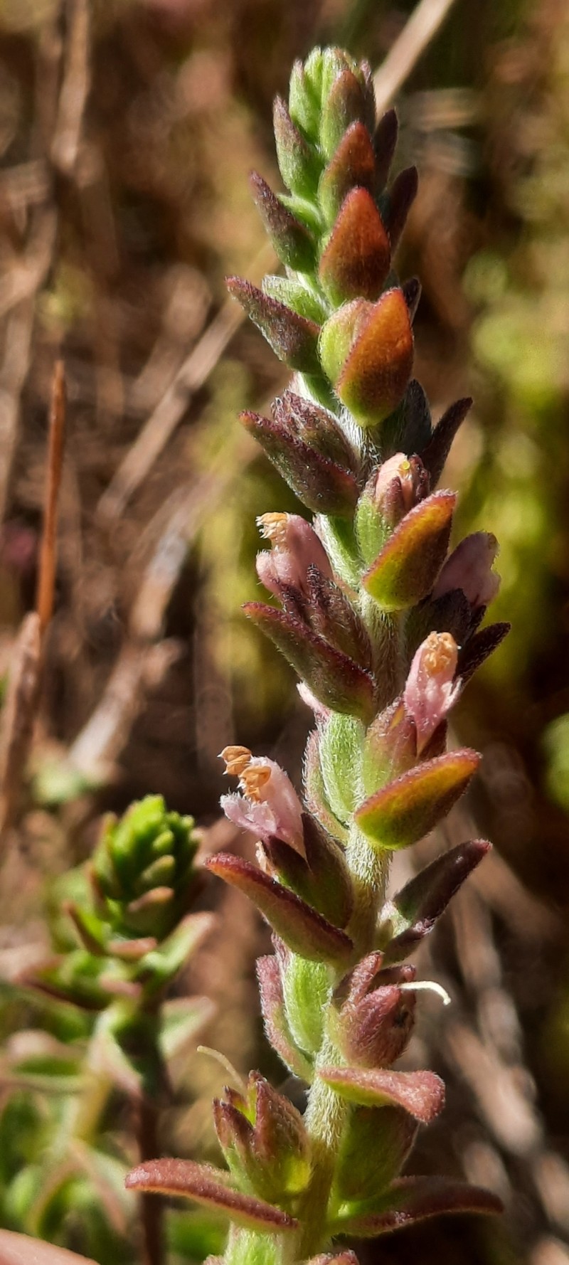 Odontites kaliformis photo 6