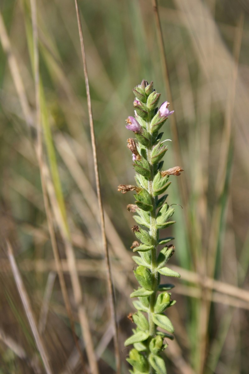Odontites kaliformis photo 7