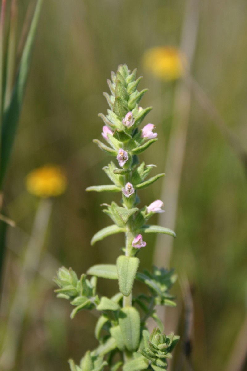 Odontites kaliformis photo 8