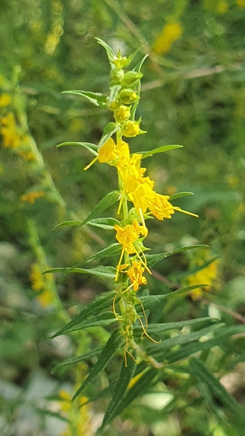 Odontites lanceolatus