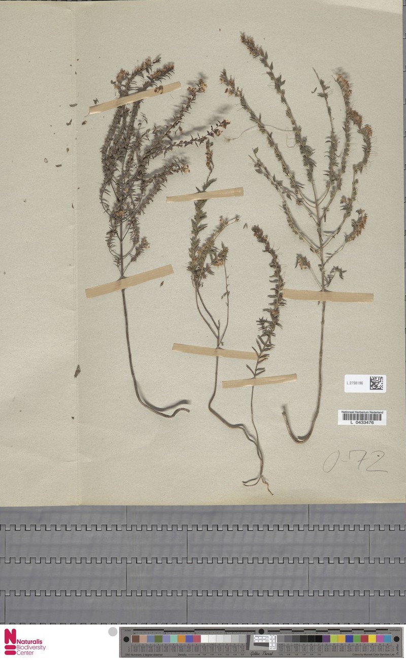 Odontites lanceolatus subsp. lanceolatus