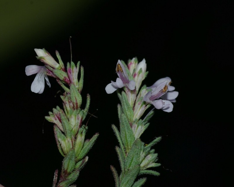 Odontites lapiei
