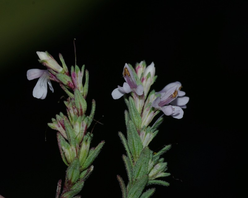 Odontites lapiei photo 2
