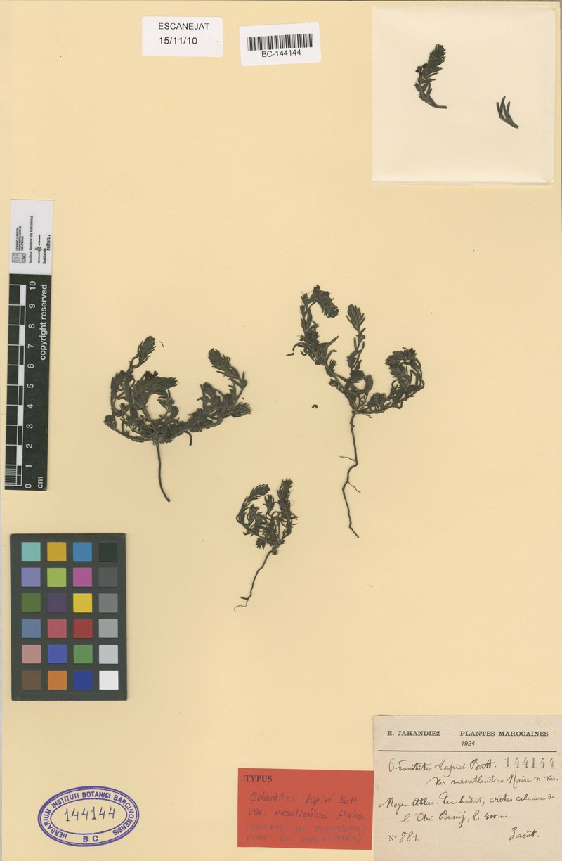 Odontites lapiei photo 3