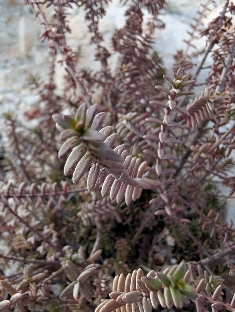 Odontites linkii photo 2