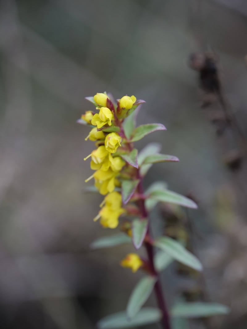 Odontites linkii photo 3