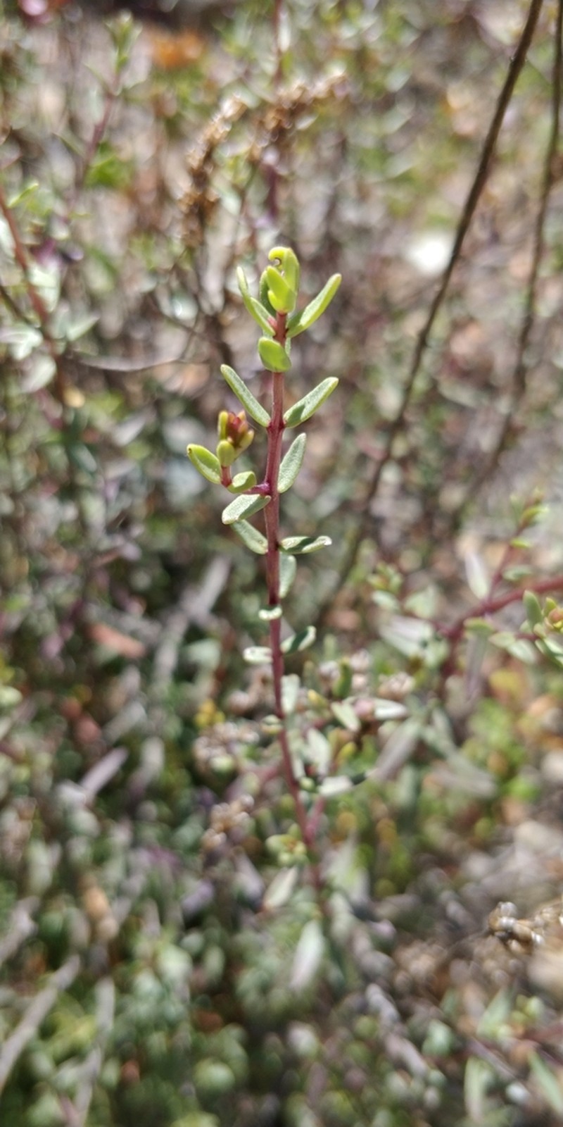 Odontites linkii photo 5