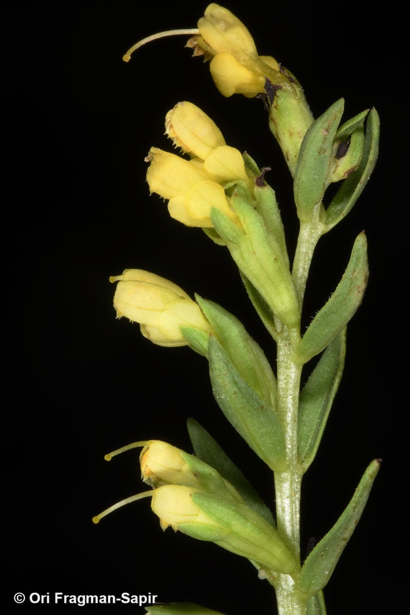 Odontites linkii photo 6
