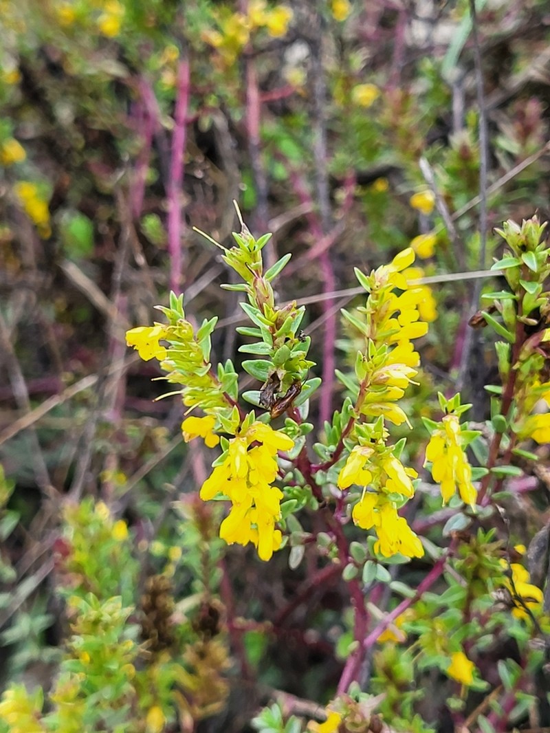 Odontites linkii photo 8
