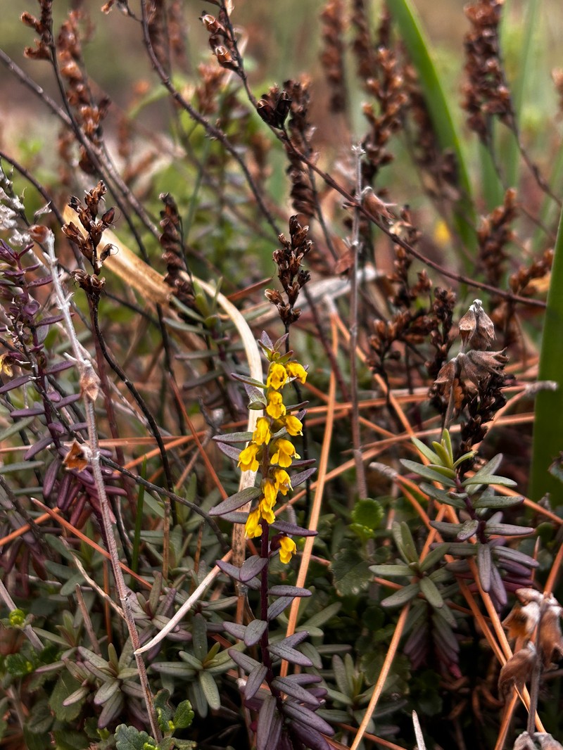 Odontites linkii subsp. cyprius
