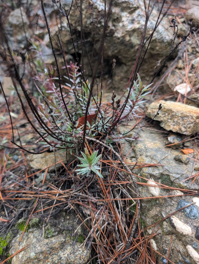 Odontites linkii subsp. cyprius photo 2