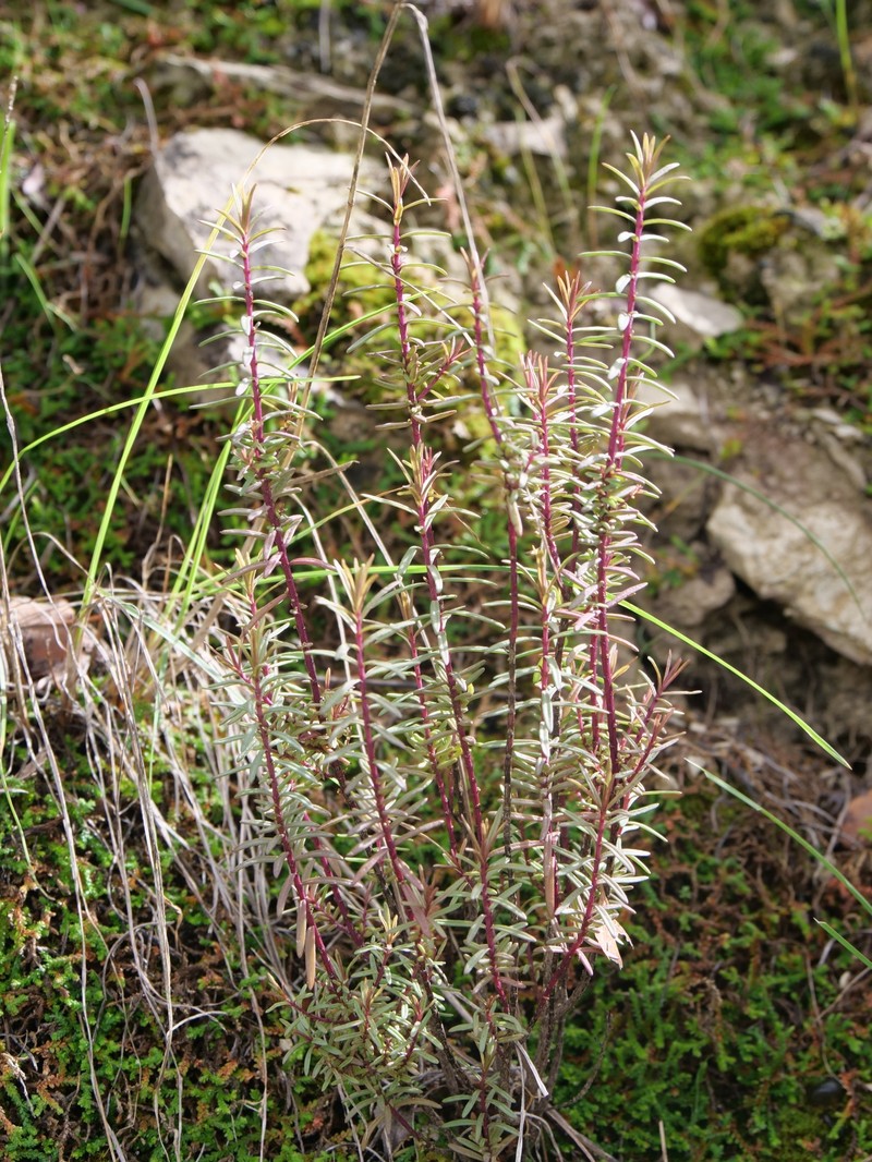 Odontites linkii subsp. cyprius photo 3