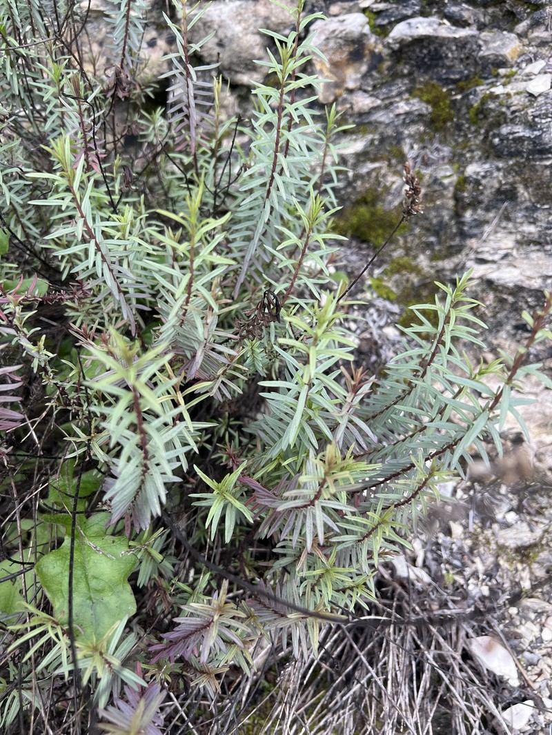 Odontites linkii subsp. cyprius photo 4