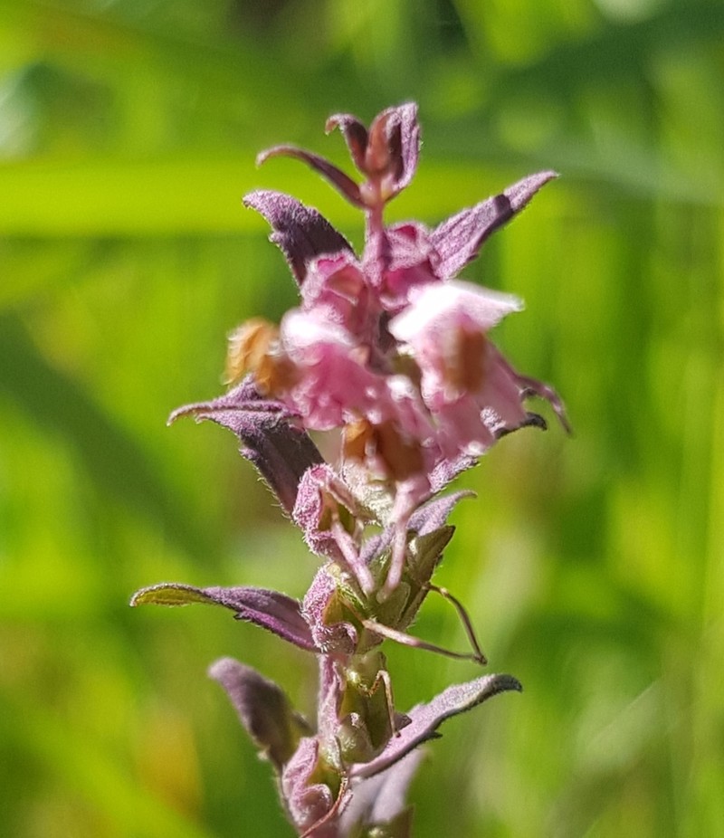 Odontites litoralis photo 7