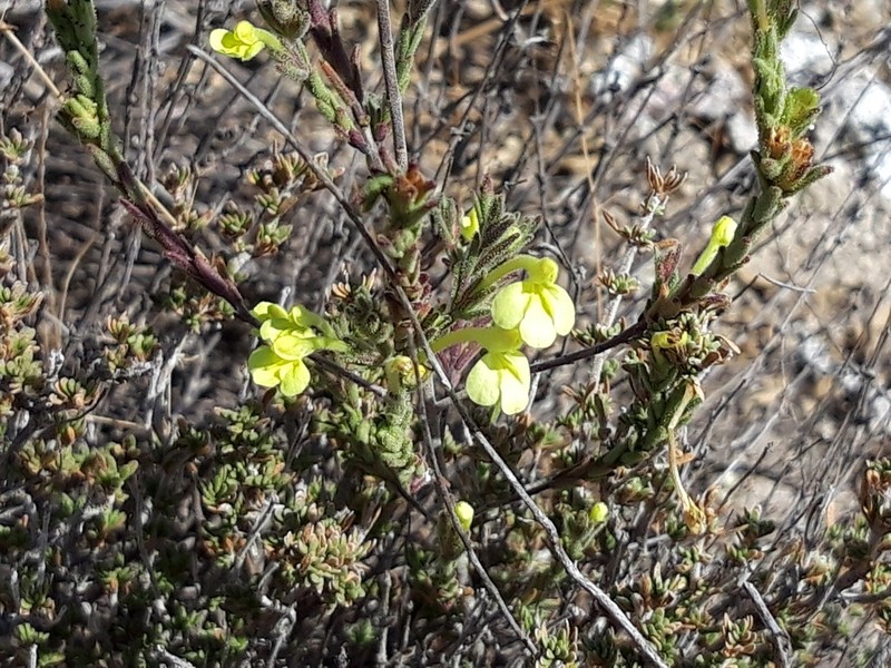 Odontites longiflorus