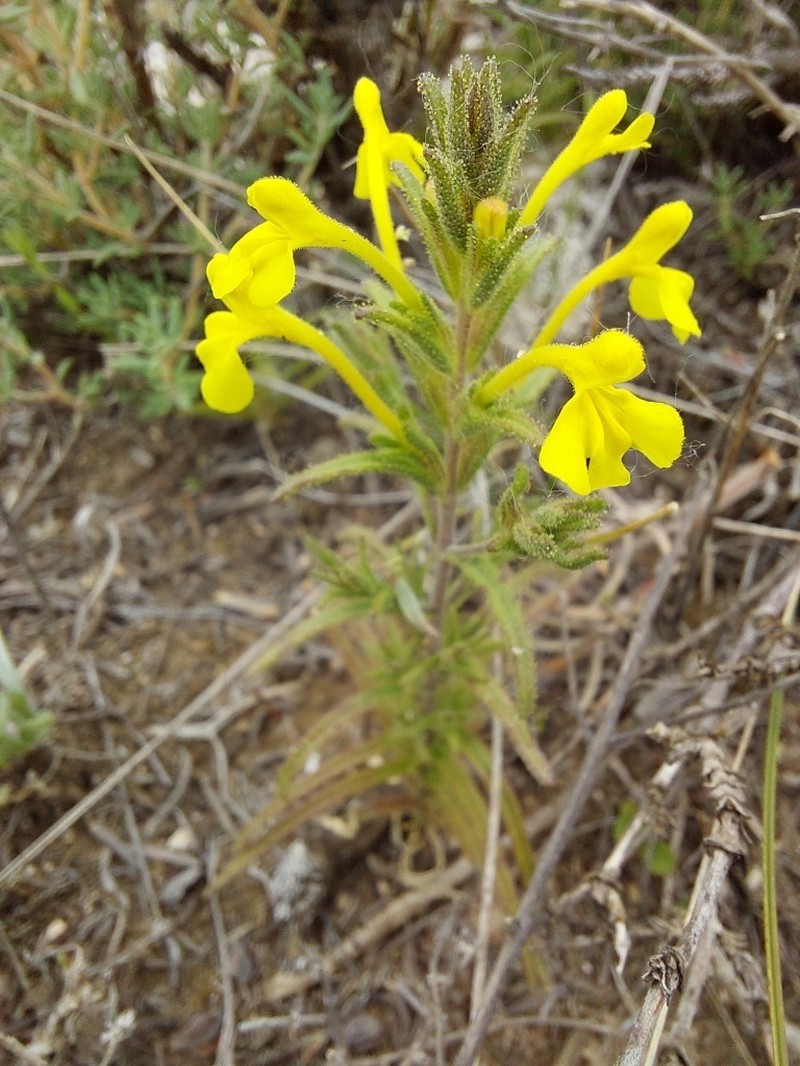 Odontites longiflorus photo 2