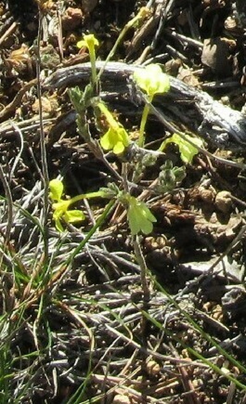 Odontites longiflorus photo 3