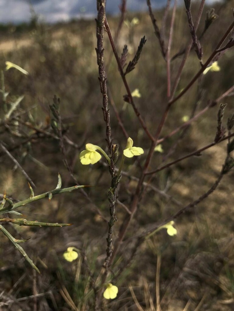Odontites longiflorus photo 4