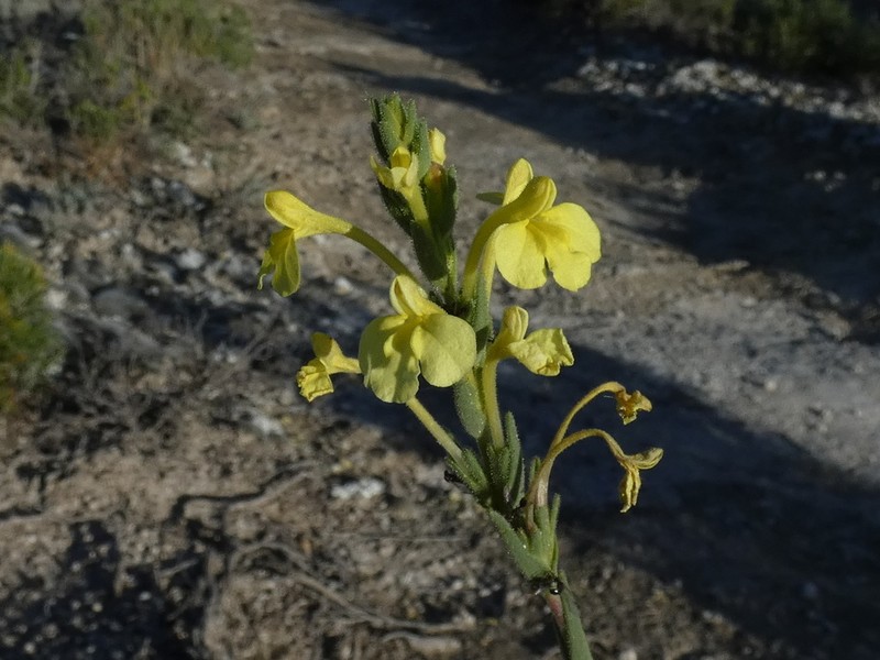 Odontites longiflorus photo 5