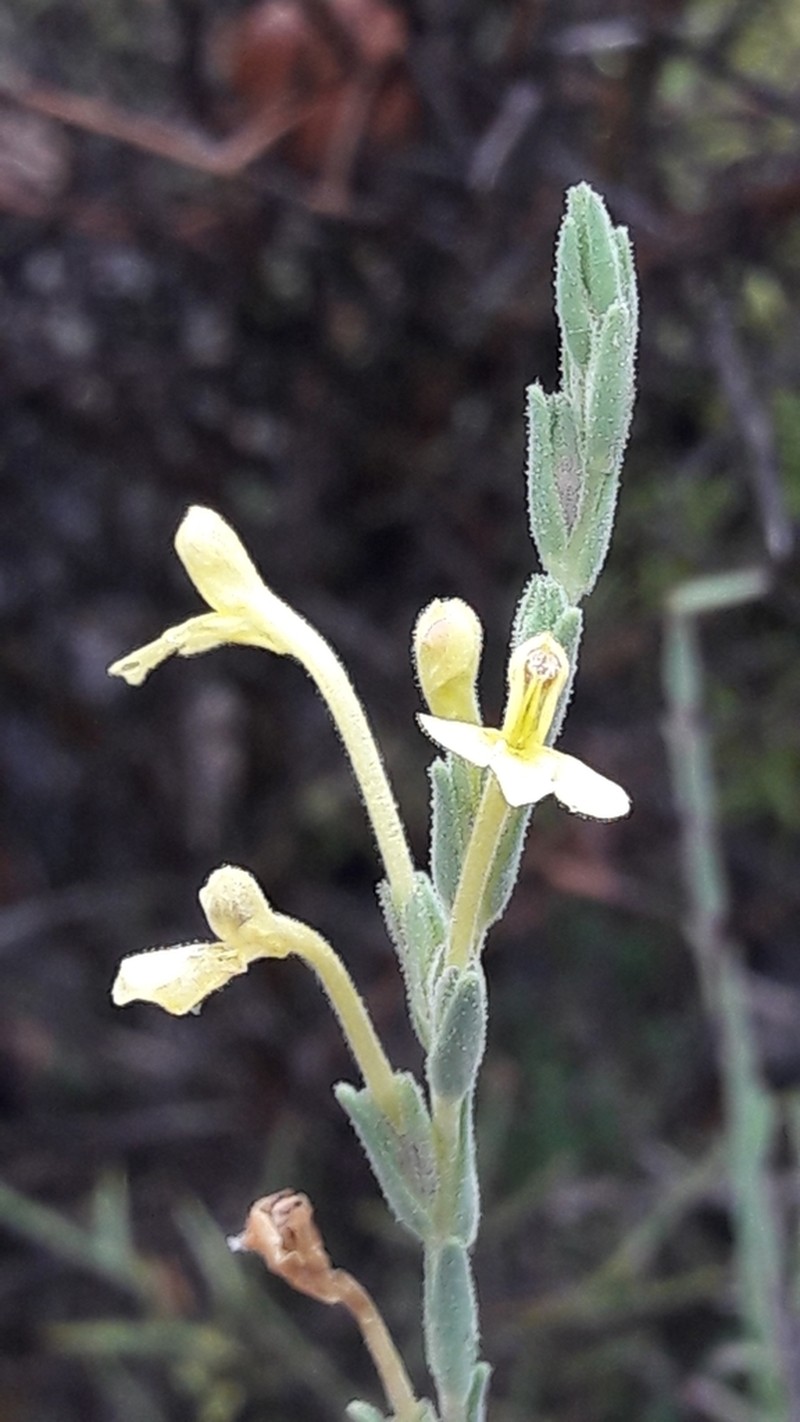 Odontites longiflorus photo 6