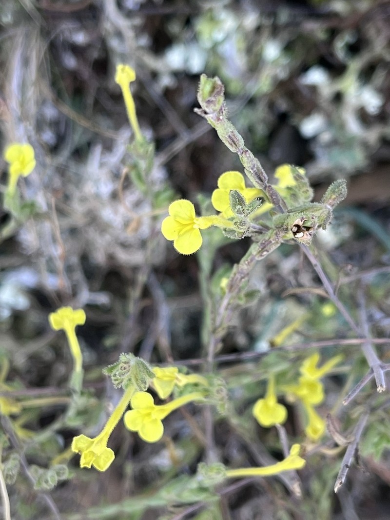 Odontites longiflorus photo 7