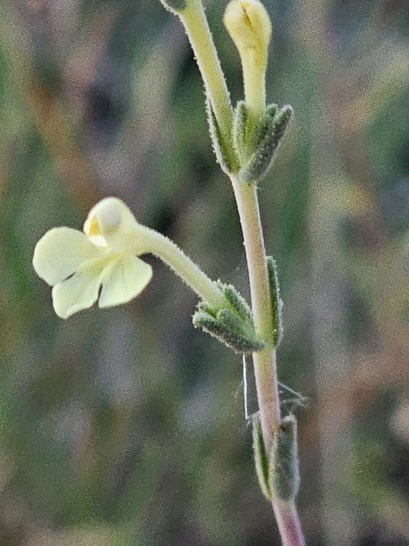Odontites longiflorus photo 8