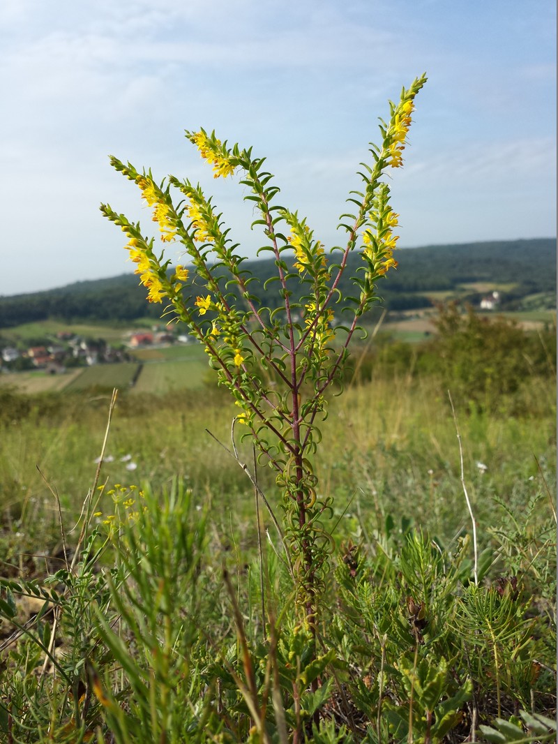 Odontites luteus