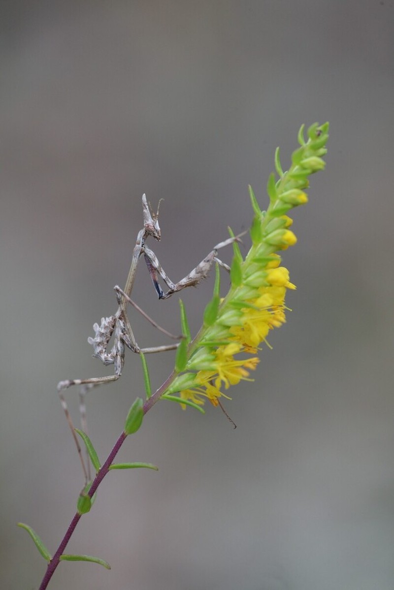 Odontites luteus photo 2