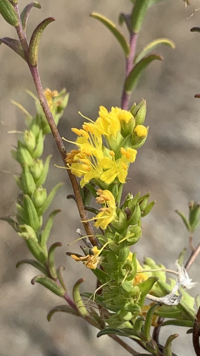 Odontites luteus photo 3