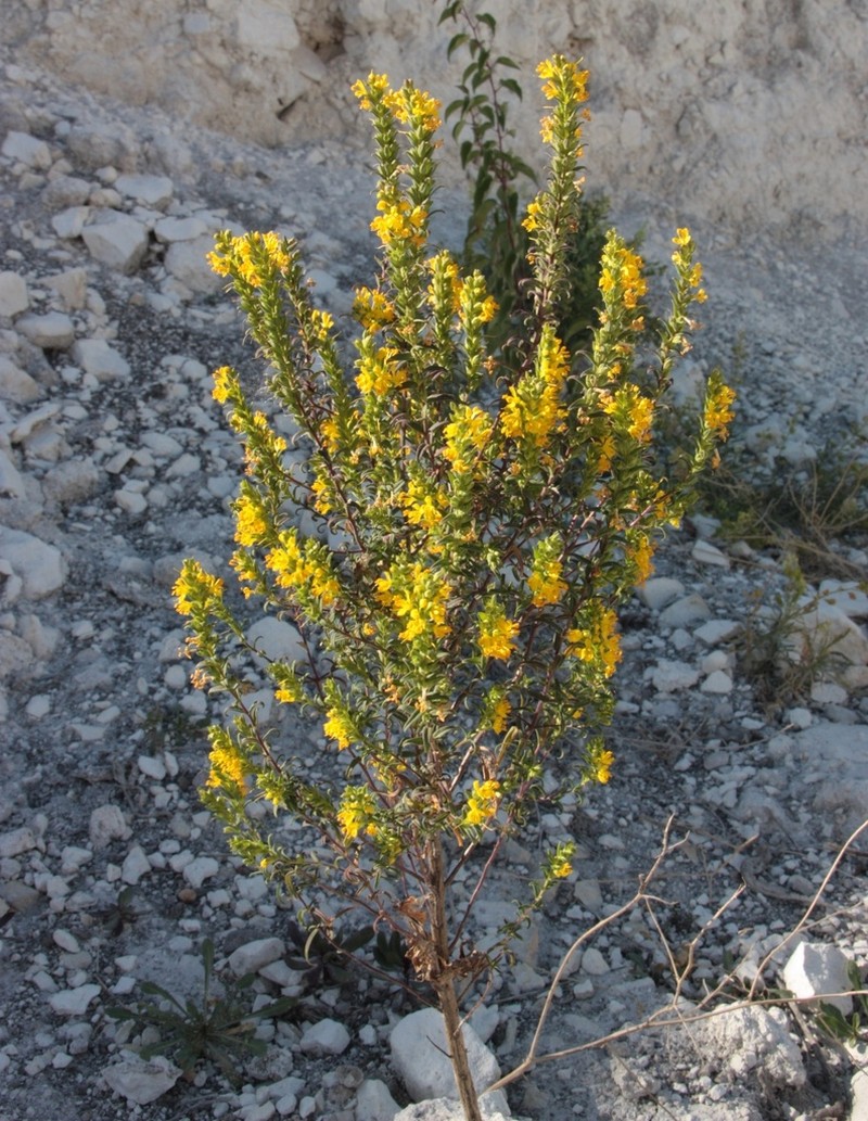 Odontites luteus photo 4