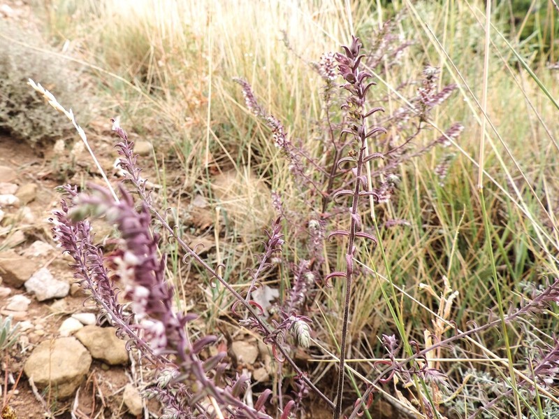 Odontites recordonii