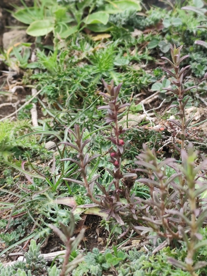 Odontites rigidifolius