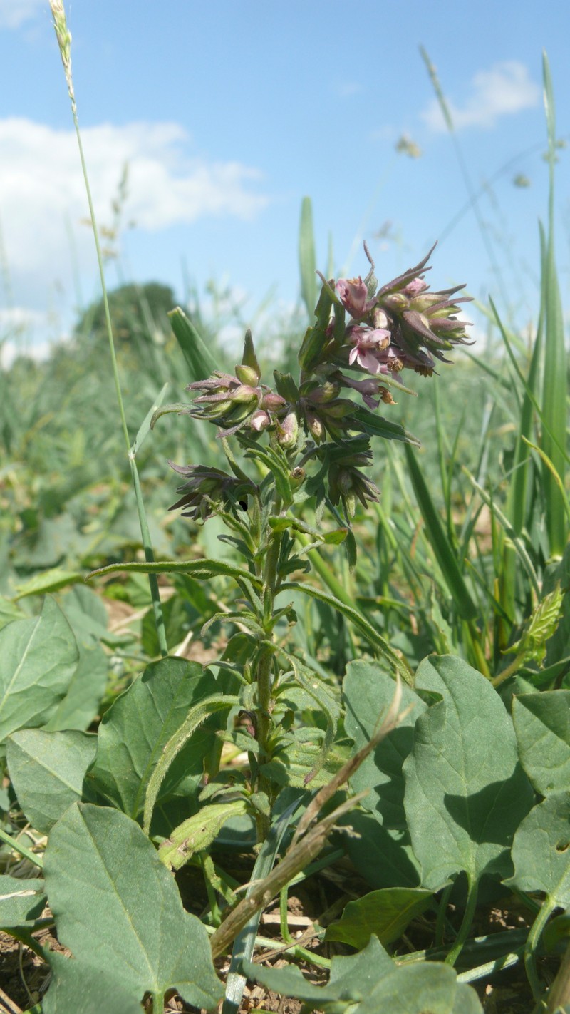 Red Bartsia photo 5