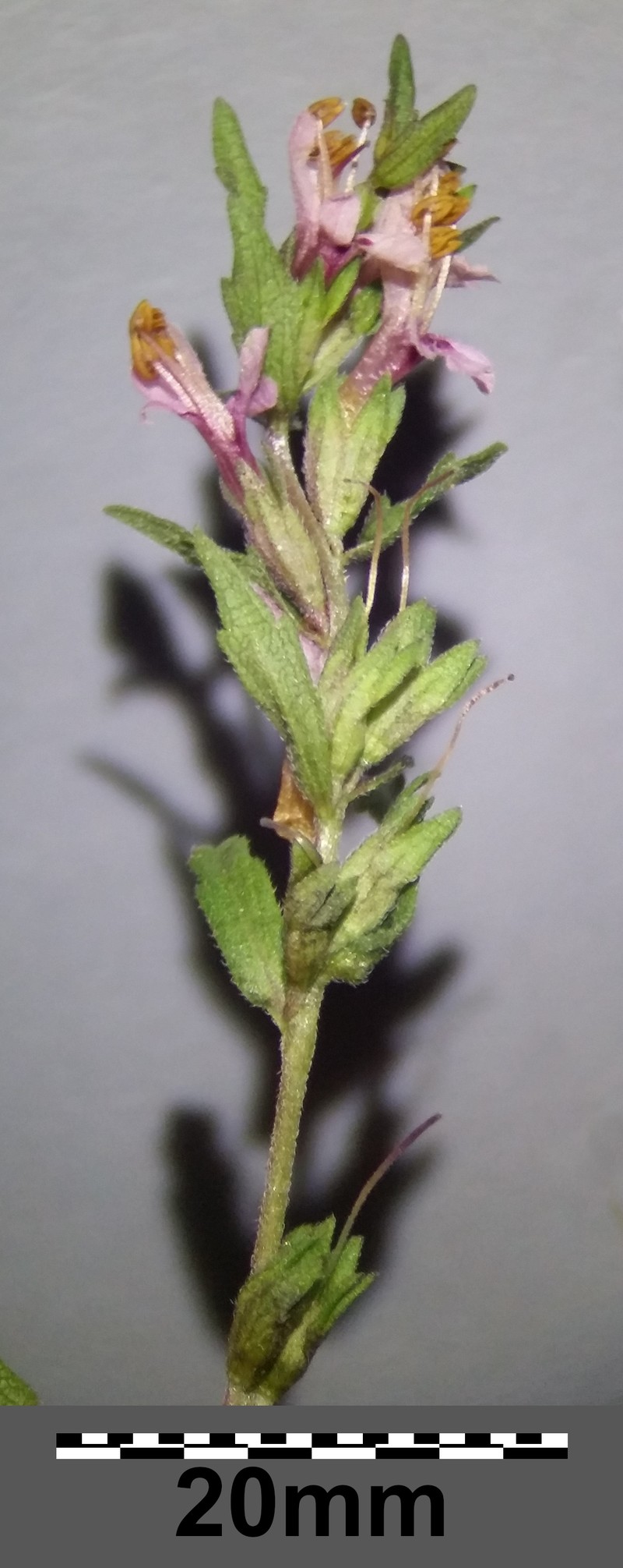Red Bartsia photo 6