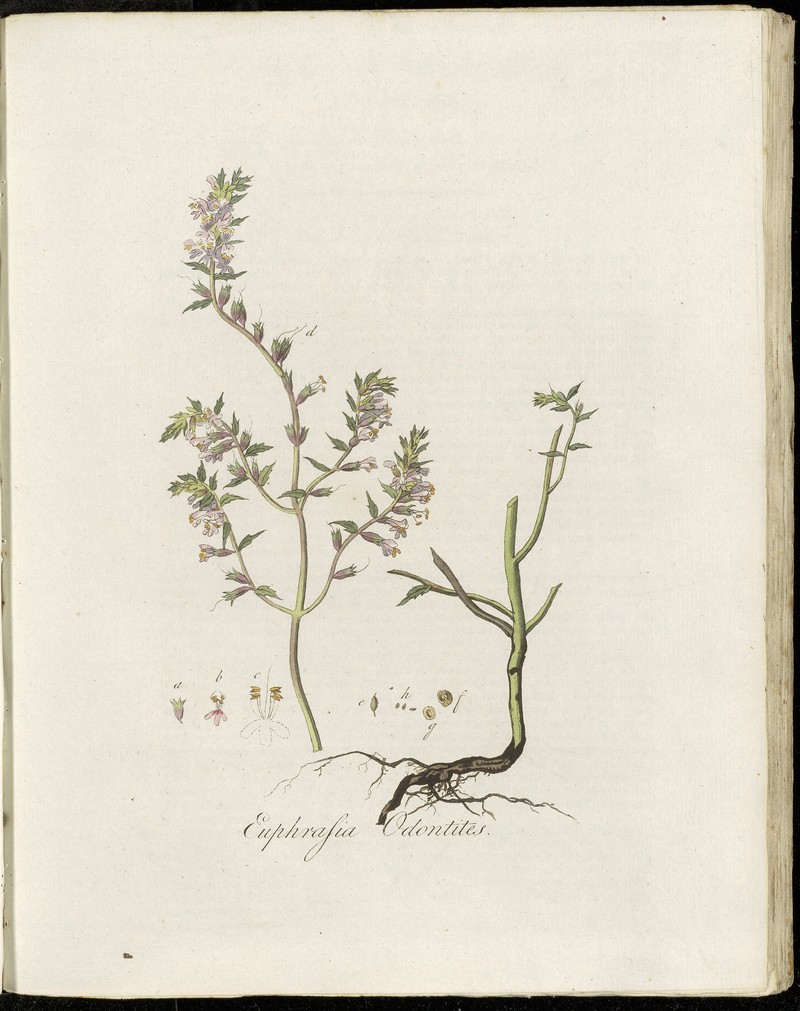 Red Bartsia photo 2