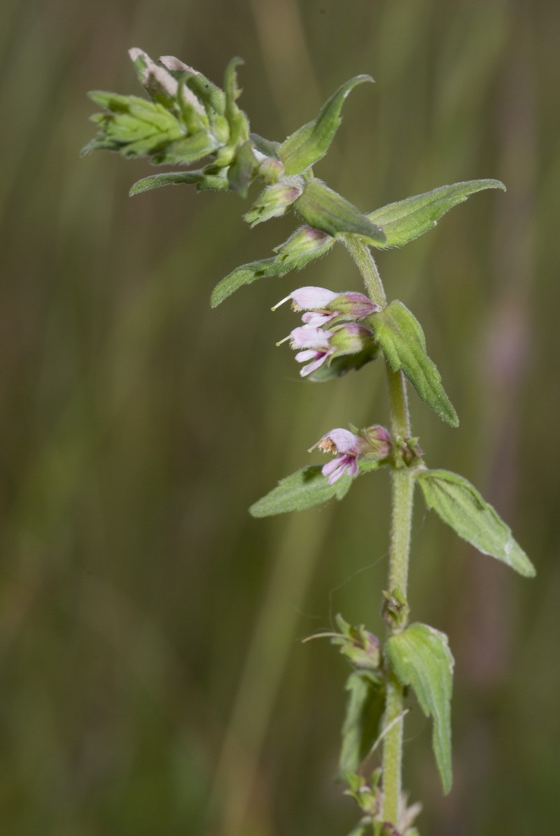 Red Bartsia photo 3