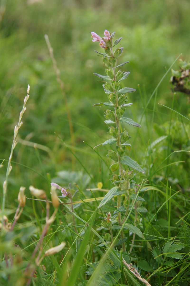 Red Bartsia photo 4