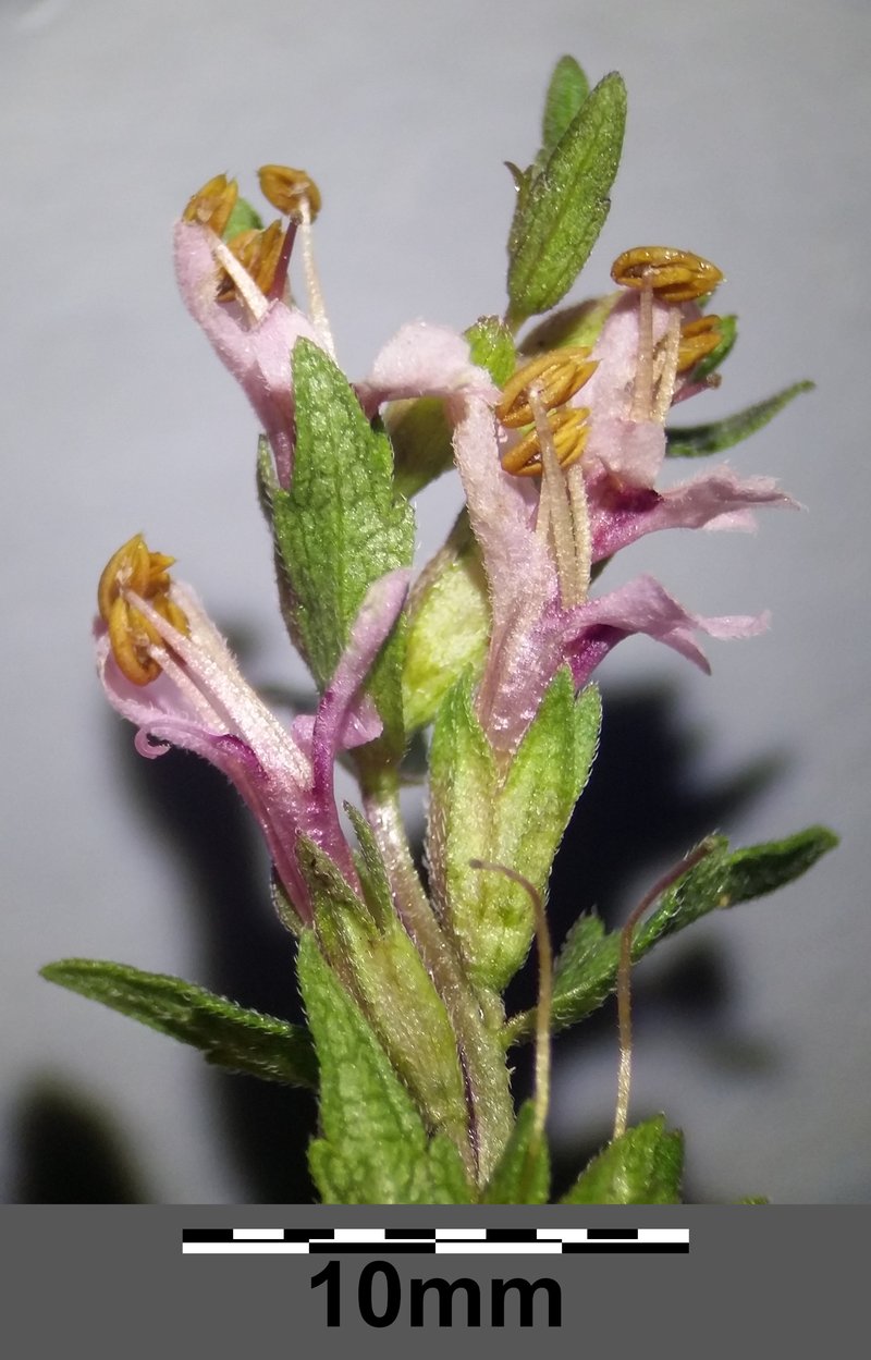 Red Bartsia photo 7