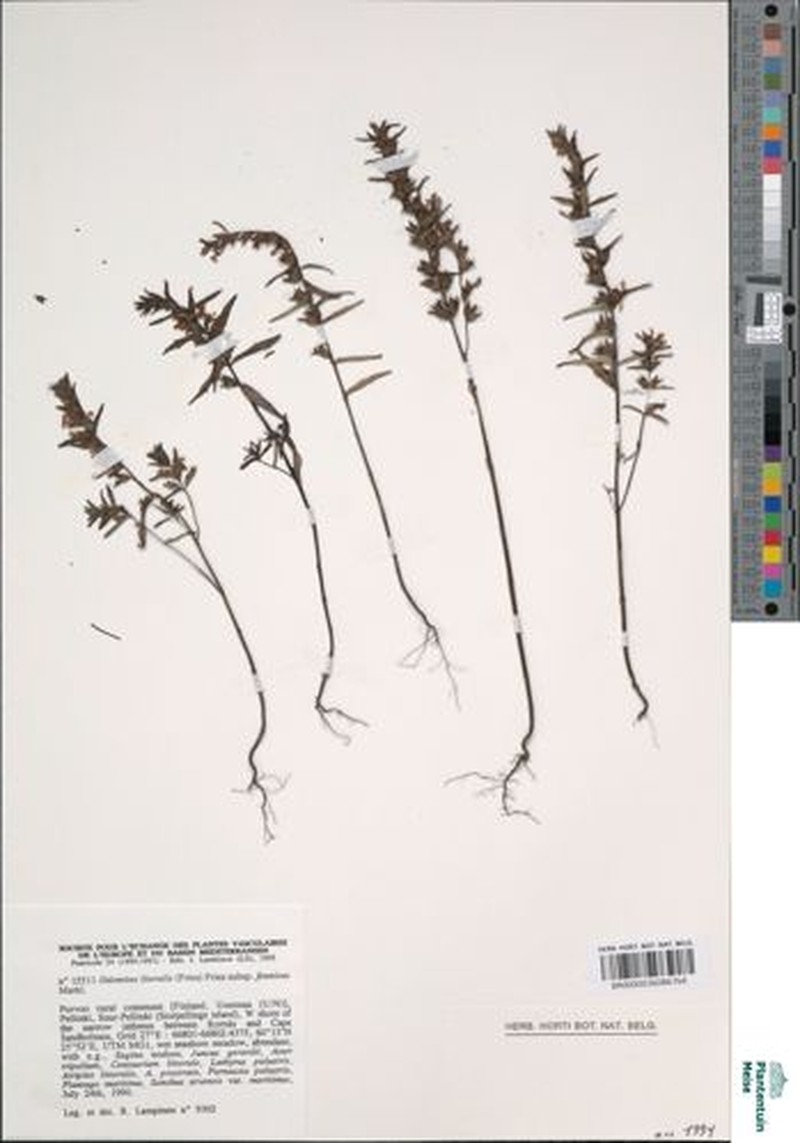 Odontites vernus subsp. fennicus