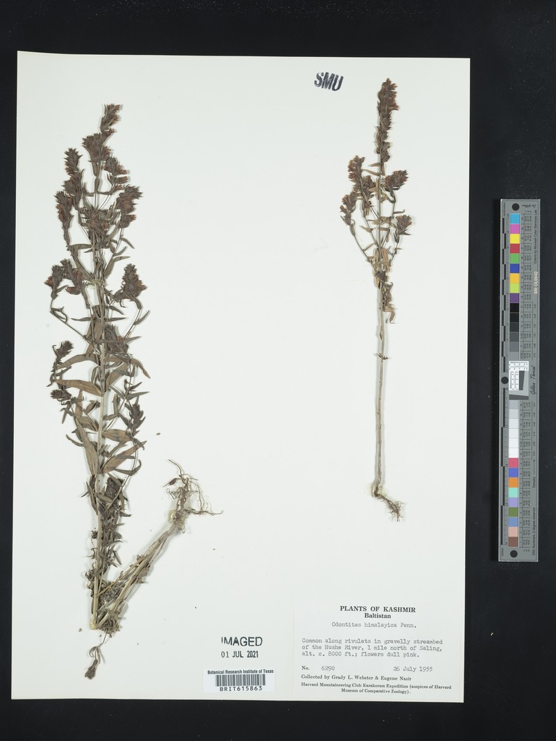Odontites vernus subsp. himalayicus