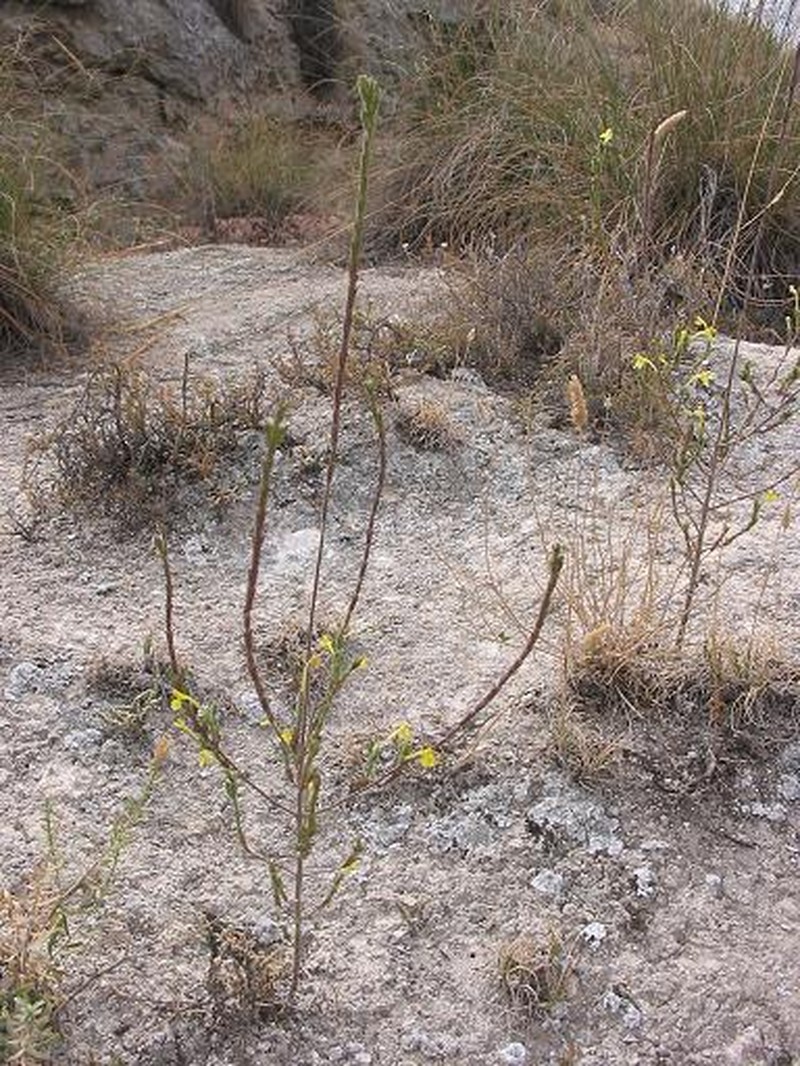 Odontites vernus subsp. vernus